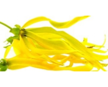Гідролат Іланг - Іланг Халді – Арома зона (Ylang Ylang hydrolate Haldi-Aroma zone), 100 мл BIO Гідролат Іланг - Іланг Халді – Арома зона (Ylang Ylang hydrolate Haldi-Aroma zone), 100 мл BIO