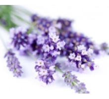 Гідролат Лаванди (Hydrolate Lavender), 100 мл