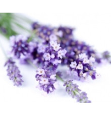 Гідролат Лаванди (Hydrolate Lavender), 100 мл