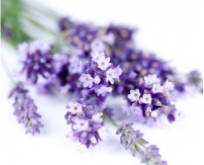 Гідролат Лаванди Халді – Арома зона (Hydrolate Lavender Haldi-Aroma zone), 100 мл Гідролат Лаванди Халді – Арома зона (Hydrolate Lavender Haldi-Aroma zone), 100 мл